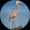 greatblueherons
